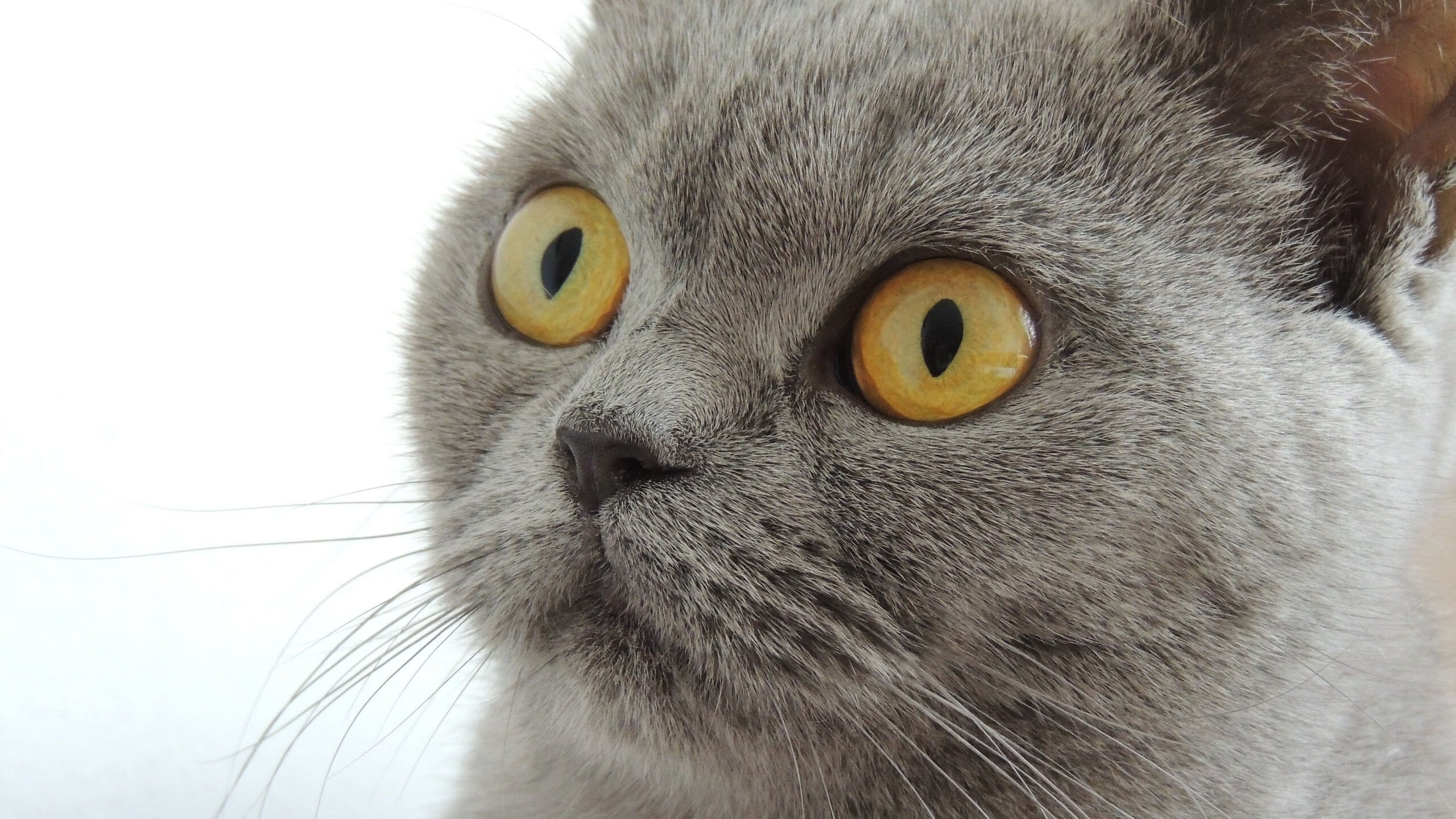 东亚杯中国足球战平 战术分析成为焦点，东亚杯国足成绩