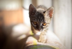 开云LOL-CBA联盟重视赛风赛纪加强裁判管理制度，cba裁判控制比赛