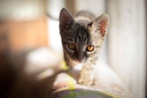 开云LOL-CBA联盟重视赛风赛纪加强裁判管理制度，cba裁判控制比赛