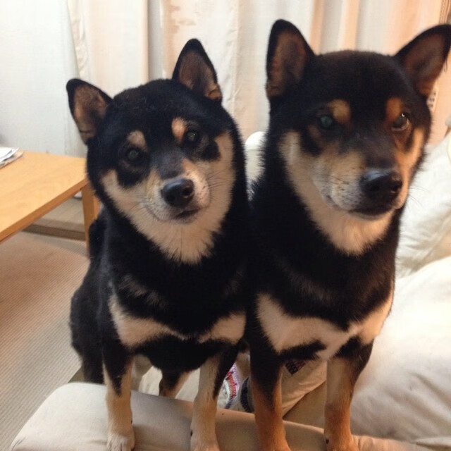 图卢兹前场抢断转化为有效攻势，图卢兹insa